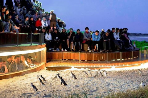 Small-Group Phillip Island Day Trip From Melbourne - Hobart Tourism 0
