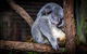 Phillip Island & Maru Koala And Animal Park Full-day Tour - thumb 1