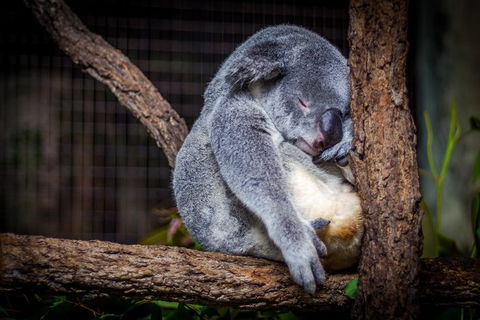 Phillip Island & Maru Koala And Animal Park Full-day Tour - Hobart Tourism 1