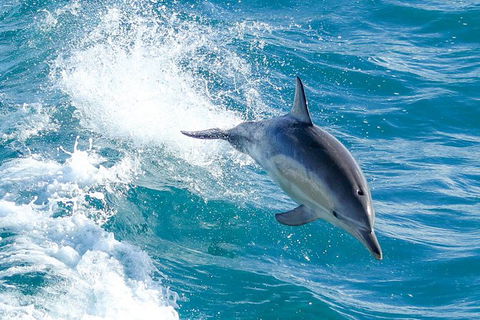 Wilsons Promontory Full Day Cruise - Hobart Tourism 8