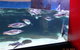 SEA LIFE Melbourne Aquarium Admission Ticket - thumb 6