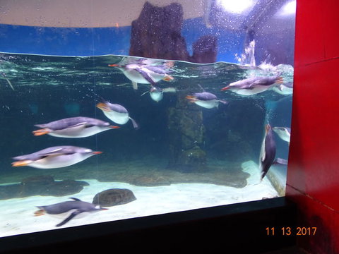 SEA LIFE Melbourne Aquarium Admission Ticket - Tourism TAS 6