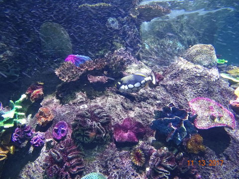 SEA LIFE Melbourne Aquarium Admission Ticket - Tourism TAS 3