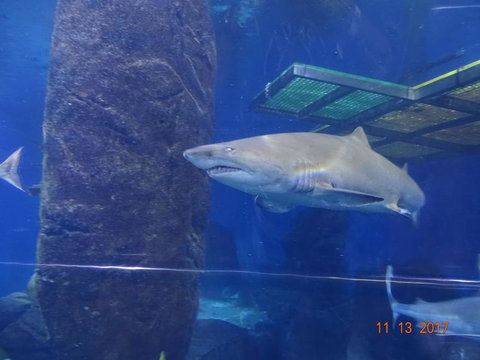 SEA LIFE Melbourne Aquarium Admission Ticket - Tourism TAS 5