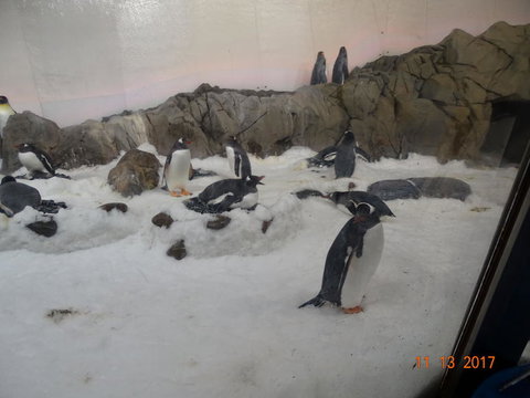 SEA LIFE Melbourne Aquarium Admission Ticket - Tourism TAS 4