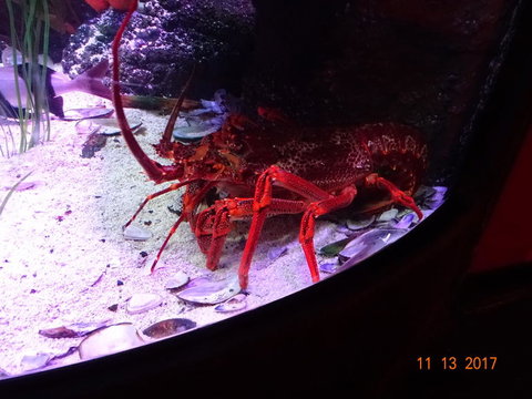 SEA LIFE Melbourne Aquarium Admission Ticket - Tourism TAS 11