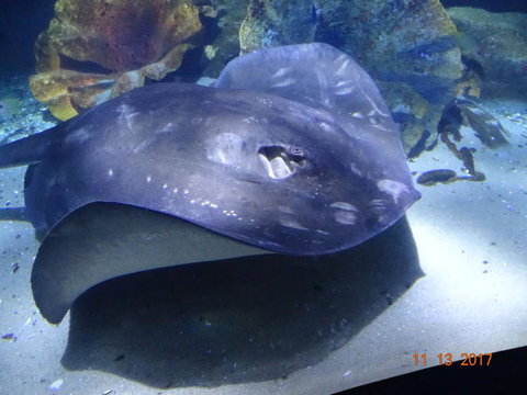 SEA LIFE Melbourne Aquarium Admission Ticket - Tourism TAS 9