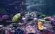 SEA LIFE Melbourne Aquarium Admission Ticket - thumb 8