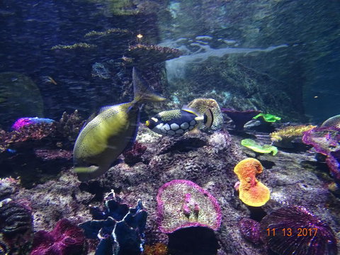 SEA LIFE Melbourne Aquarium Admission Ticket - Tourism TAS 8