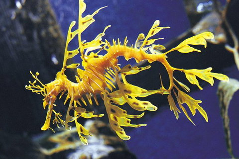 SEA LIFE Melbourne Aquarium Admission Ticket - Tourism TAS 19