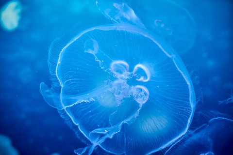 SEA LIFE Melbourne Aquarium Admission Ticket - Tourism TAS 22