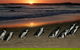 Phillip Island Penguin Parade Day Trip With Koala Park - thumb 0
