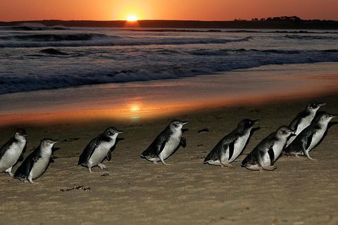 Phillip Island Penguin Parade Day Trip With Koala Park - Hobart Tourism 0