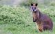 Phillip Island Penguin Parade Day Trip With Koala Park - thumb 1