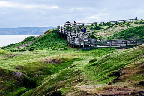 Phillip Island Penguin Parade Day Trip With Koala Park - Hobart Tourism 11