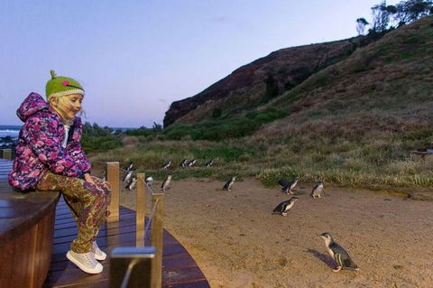 Phillip Island Penguin Parade Day Trip With Koala Park - Hobart Tourism 6