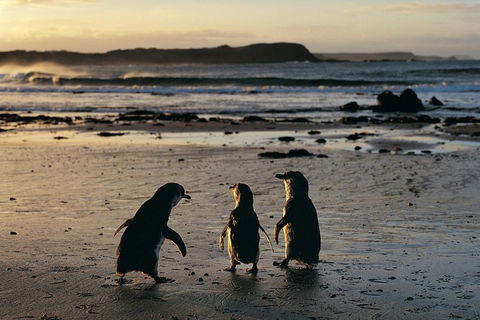 Phillip Island Penguin Parade Day Trip With Koala Park - Hobart Tourism 4