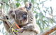 Phillip Island Penguin Parade Day Trip With Koala Park - thumb 8