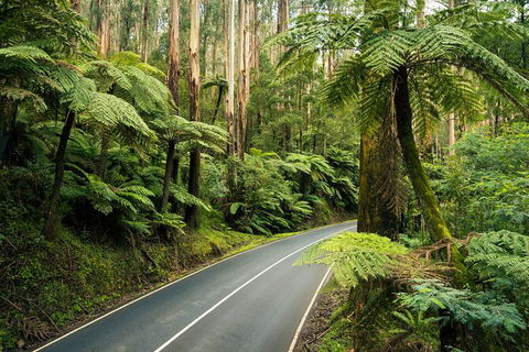 Melbourne Snow Trip To Lake Mountain Resort With Chocolates And Waterfalls - Hobart Tourism 17