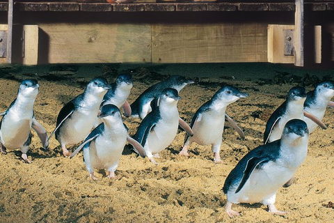 Half Day Phillip Island Penguin Parade PLUS Tour - Tourism TAS 0