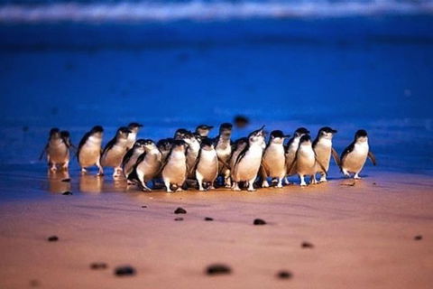 Half Day Phillip Island Penguin Parade PLUS Tour - Tourism TAS 1