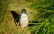 Private Tour To Phillip Island With Ranger Guided Experience - thumb 1