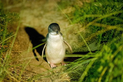 Private Tour To Phillip Island With Ranger Guided Experience - Hobart Tourism 1