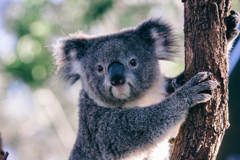 Private Tour: Healesville Sanctuary Wildlife & Puffing Billy Steam Train - Hobart Tourism 0