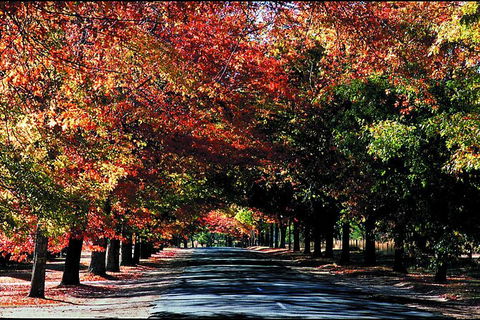 Macedon Ranges Small Group Wine Tour With 2 Course Lunch And Morning Tea - Tourism TAS 3