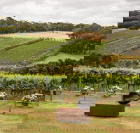 Montalto Vineyard Mornington Peninsula Discovery Wine Tasting and Lunch - Tourism TAS