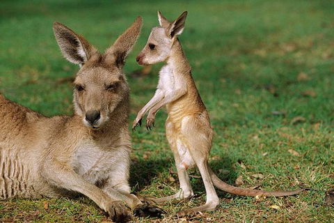 HEALESVILLE SANCTUARY ZOOBUS - MELBOURNE CITY RETURN - Tourism TAS 0