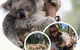 Ballarat Wildlife Park - thumb 0