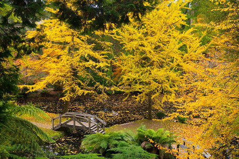 Dandenong Ranges & Puffing Billy - Hobart Tourism 1