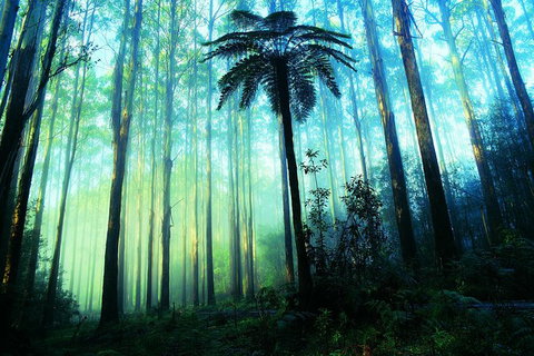 Half Day Puffing Billy Train Journey From Melbourne - Tourism TAS 7