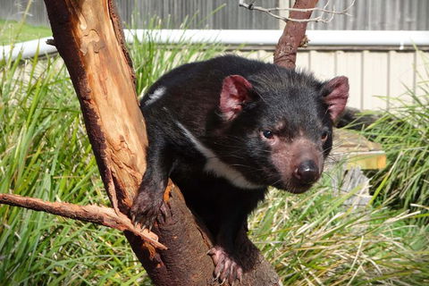 Tasmania 6 Day \'Tour In Circle\' - Hobart Tourism 1