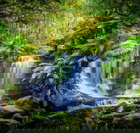Day Tour in Mt. Field Mt. Wellington Bonorong Wildlife Sanctuary and Richmond - Hobart Tourism