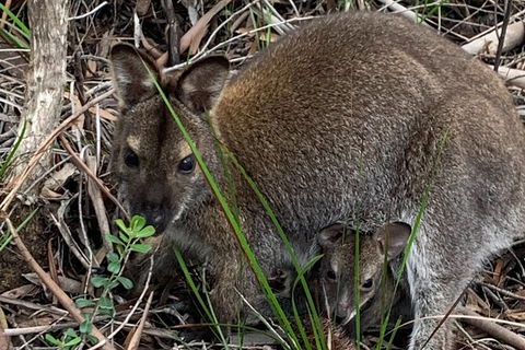 Wineglass Bay And Freycinet National Park Active Day Trip From Hobart - Hobart Tourism 32