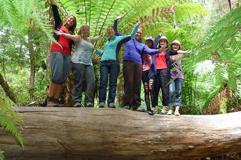 Mt Field National Park Active Day-Trip Including Bonorong And Mt Wellington - Hobart Tourism 4