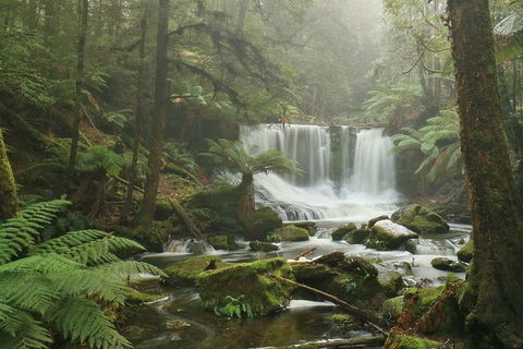 Mt Field National Park Active Day-Trip Including Bonorong And Mt Wellington - Hobart Tourism 10