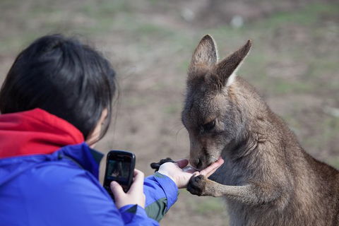 Mt Field National Park Active Day-Trip Including Bonorong And Mt Wellington - Hobart Tourism 14