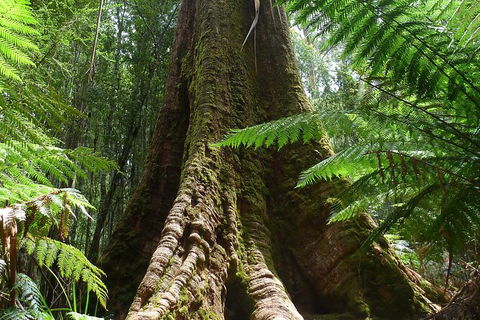 Mt Field National Park Active Day-Trip Including Bonorong And Mt Wellington - Hobart Tourism 11