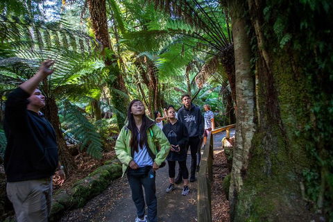 Mt Field National Park Active Day-Trip Including Bonorong And Mt Wellington - Hobart Tourism 5