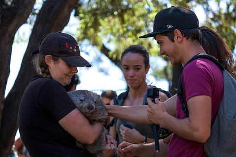Mt Field National Park Active Day-Trip Including Bonorong And Mt Wellington - Hobart Tourism 13