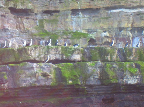 Full-Day Tasman Peninsula Tour From Hobart - Hobart Tourism 12
