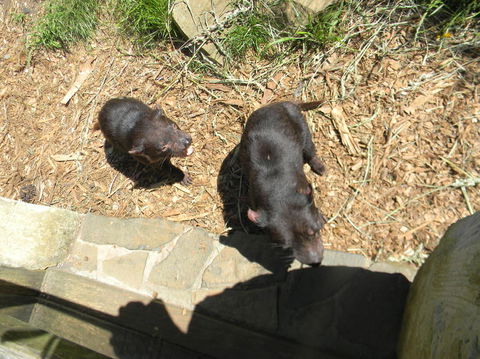 Full-Day Tasman Peninsula Tour From Hobart - Hobart Tourism 3