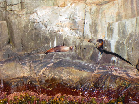 Full-Day Tasman Peninsula Tour From Hobart - Hobart Tourism 9