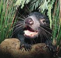 Hobart Shore Excursion Half Day Bonorong Wildlife Park with Richmond Tour - Hobart Tourism