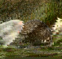 Bruny Island premium private photo-oriented day tour from Hobart - Hobart Tourism