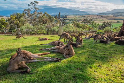 Shore Excursion: Hobart's Best In Half A Day - Hobart Tourism 0