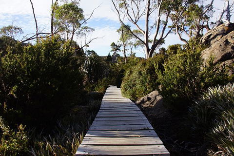 Mount Field National Park - Tarn Shelf & Russell Falls - Guided Hiking Tour - Hobart Tourism 5